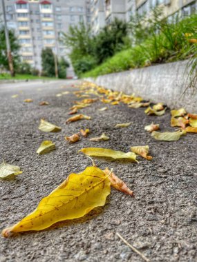 Yürüme, doğa, ruh hali, sonbahar, renkler, güzellik, yapraklar, yeşil, sarı, yol, yol