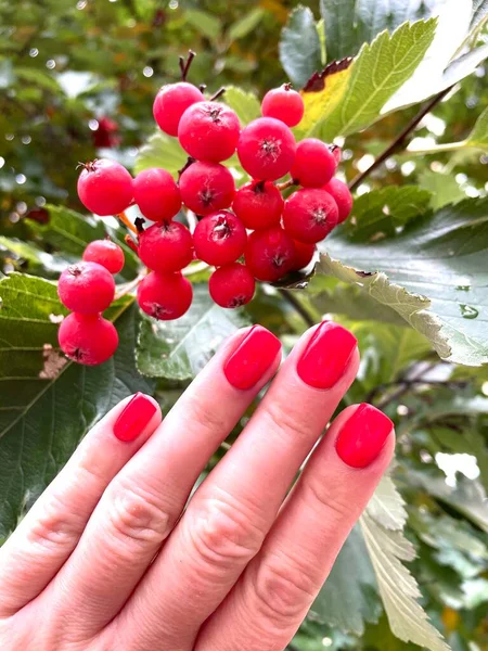 Nails Manicure Red Nature Flowers Leaves — Stock Photo, Image