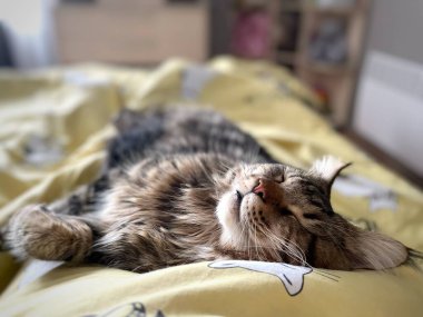 Yağmurda uyu, kedi, evcil hayvan, Maine rakunu