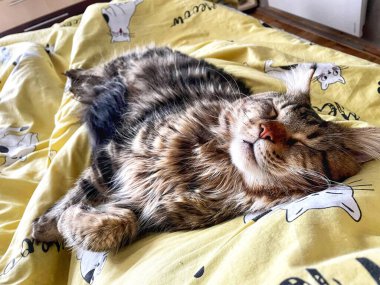 Yağmurda uyu, kedi, evcil hayvan, Maine rakunu