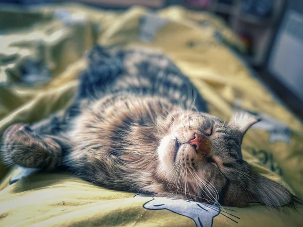 Dormire Sotto Pioggia Gatto Animale Domestico Procione Del Maine — Foto Stock