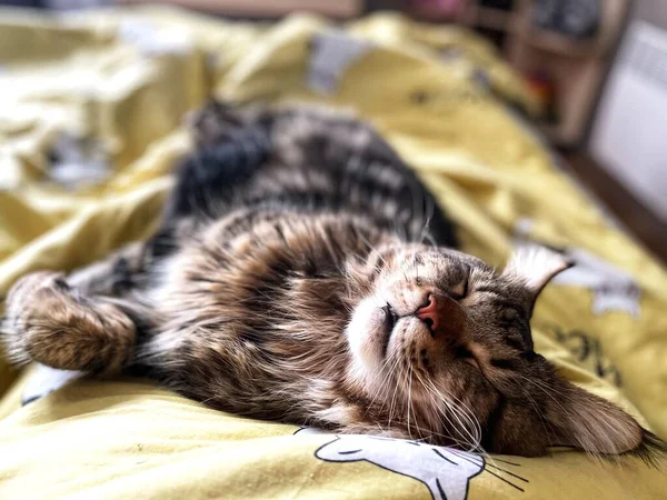 Dormir Bajo Lluvia Gato Mascota Maine Coon — Foto de Stock