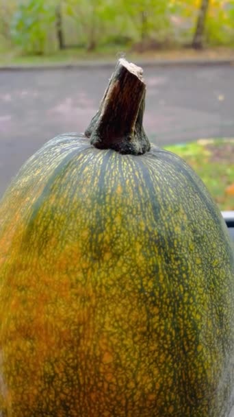 Zucca Autunno Ucraina Verdure — Video Stock