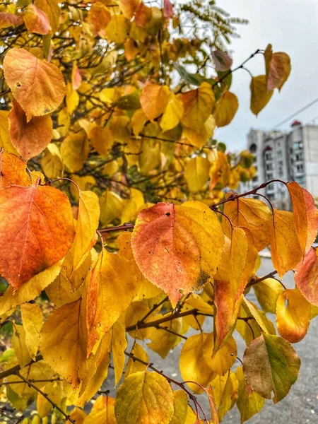 Október Színek Orange Ukrajna Gyönyörű Természet — Stock Fotó