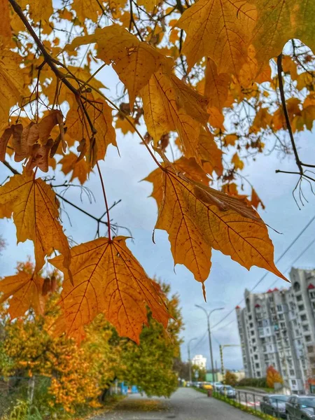 Жовтнева Оранжева Україна — стокове фото