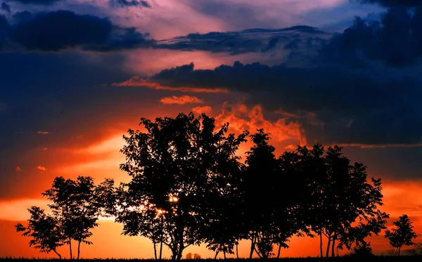 Trees Magical Sunset Colors — стоковое фото