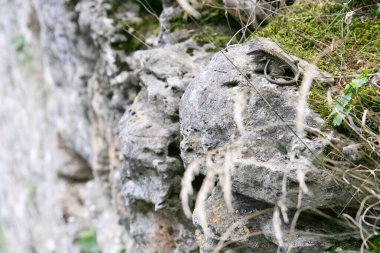 Dağlarda avlanan vahşi kertenkeleler