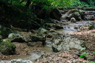 Yeşil bir ormanda bir dağ nehri ile tıka basa dolaş.