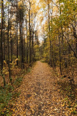 Sarı sonbahar ormanlarında orman yolu gezisi