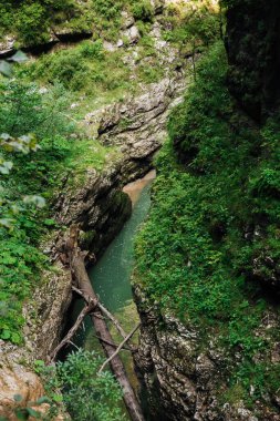Yeşil orman arazisinde dağ nehri ile dolaş.