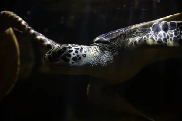 Havssköldpaddor simmar i svart havsvatten mörkt — Stockfoto