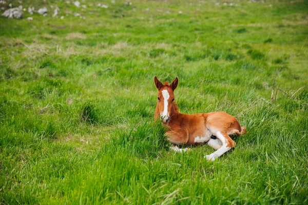 Petit étalon de cheval se trouve dans l'herbe verte — Photo