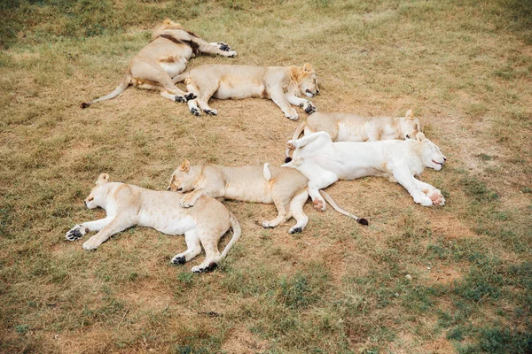 Lew i lwice śpią w sawannie. — Zdjęcie stockowe