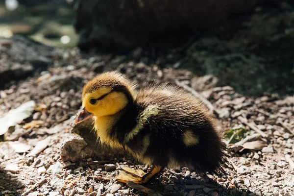 Little duckling alone without mom on the lake — Stock Photo, Image