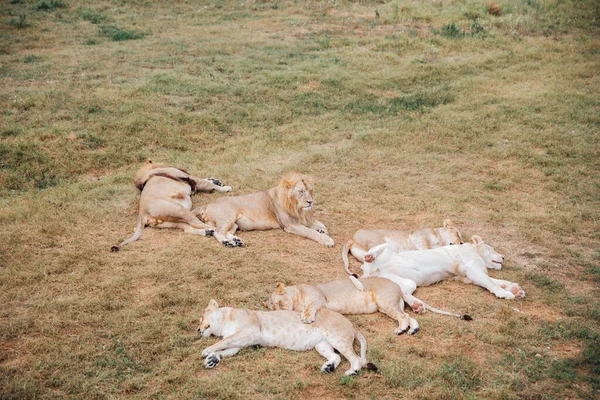 Λιοντάρι και λέαινες κοιμούνται μετά το γεύμα και το κυνήγι — Φωτογραφία Αρχείου