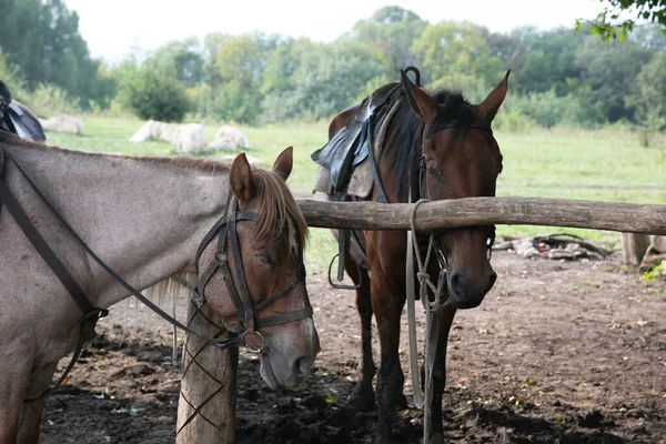 Dois cavalos adultos pastando em um prado florestal — Fotografia de Stock