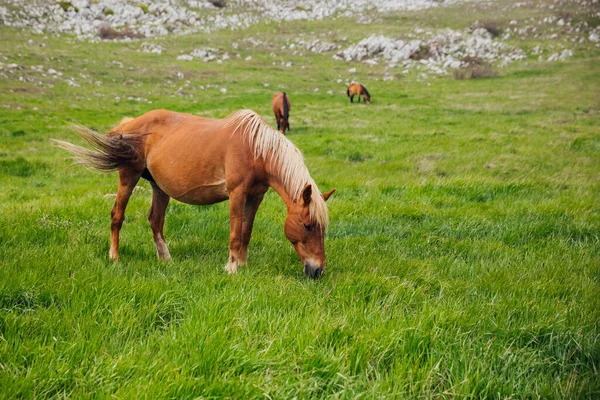 Стадо лошадей пасущихся на зеленом горном лугу — стоковое фото