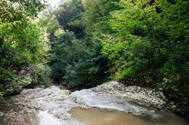 Yeşil orman manzarasında hızlı dağ nehri