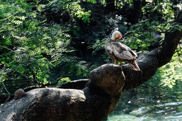 Un pato salvaje se sienta en un árbol en un bosque verde junto al lago — Foto de Stock