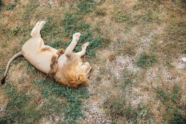 Lion predator sleeps in the shade of trees in the savannah — Stock Photo, Image