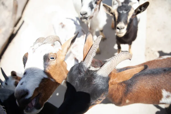 goats and goats ask for food from a stranger