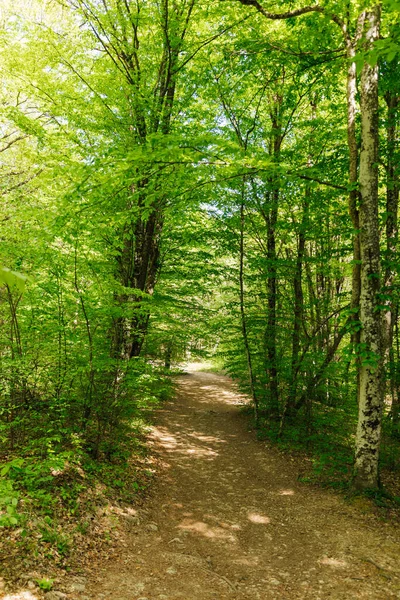 Yeşil orman manzarasında bir yolculukta yol