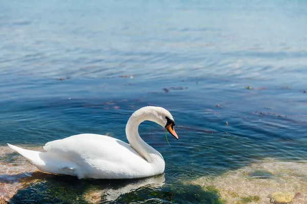 Белый птичий лебедь плавает в голубой морской воде — стоковое фото
