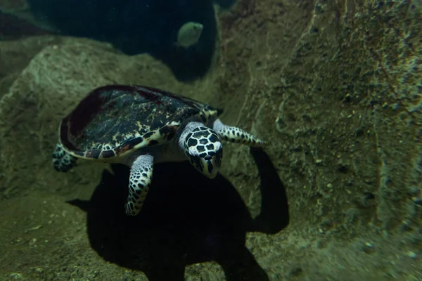 Żółw morski pływa w ciemnej wodzie oceanu — Zdjęcie stockowe