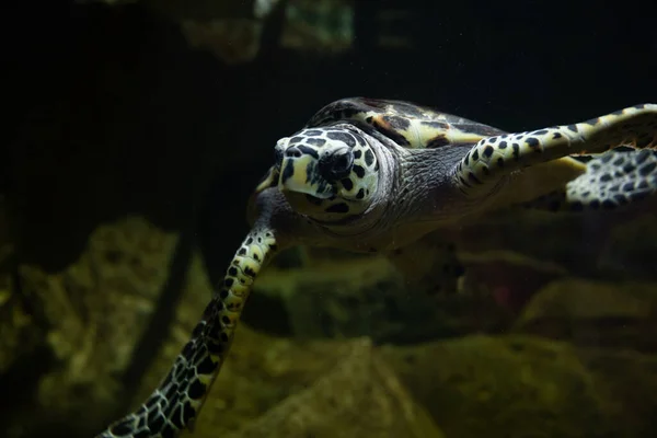 Havssköldpaddor simmar i havets mörka vatten — Stockfoto