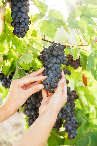 Bunches of ripe grapes before harvesting in autumn — Stock Photo, Image