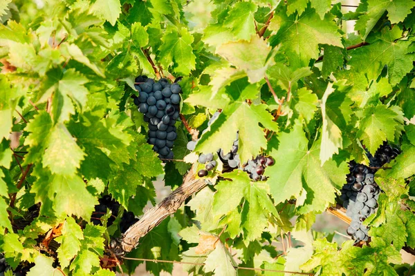 Racimos de uvas maduras antes de la cosecha en otoño — Foto de Stock