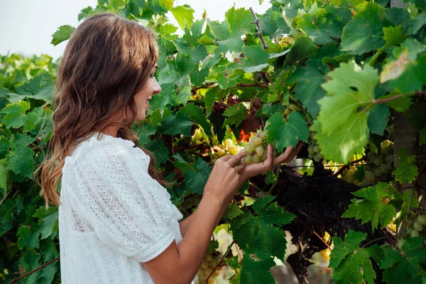 Hermosa mujer rubia recoge uvas cosecha agradable — Foto de Stock