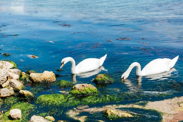 Белый птичий лебедь плавает в голубой морской воде — стоковое фото