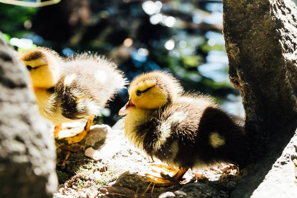 Small duckling chick walks near the lake — Stock Photo, Image