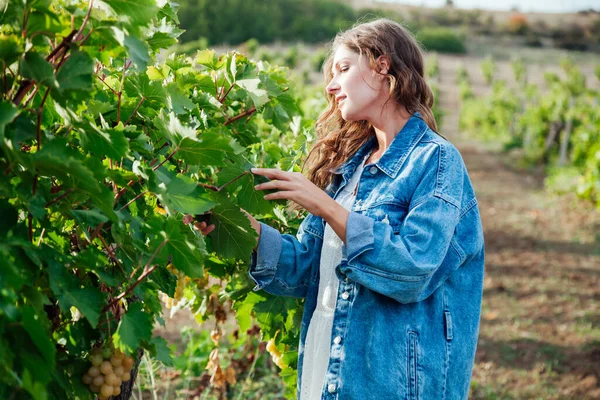 Beautiful blonde woman picks grapes harvesting nice — Stock Photo, Image