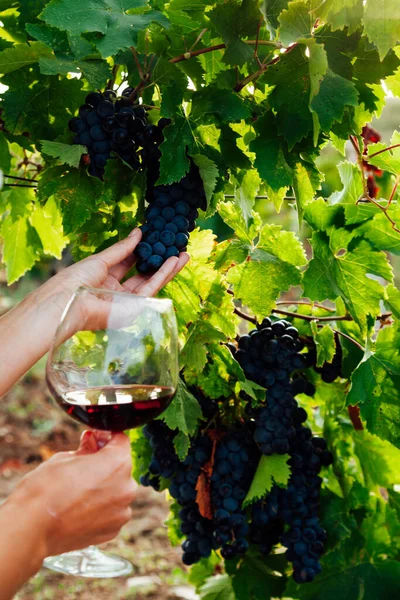 Mujer con una copa de vino en el viñedo — Foto de Stock