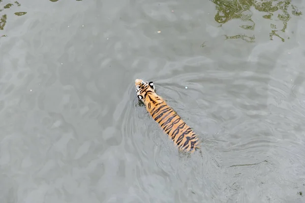Тигр плавает в воде речной охоты — стоковое фото