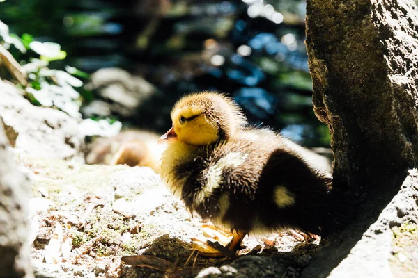 Duck bird chick on the shore of the lake — Stock Photo, Image