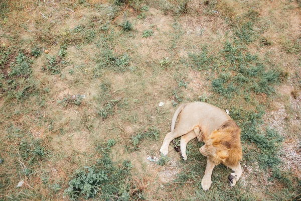 Leeuw ligt te rusten in het gras na de jacht — Stockfoto