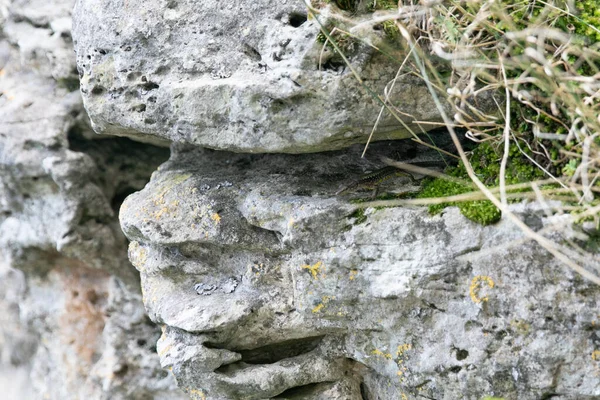 Lagarto salvaje sobre rocas grises naturaleza animal —  Fotos de Stock