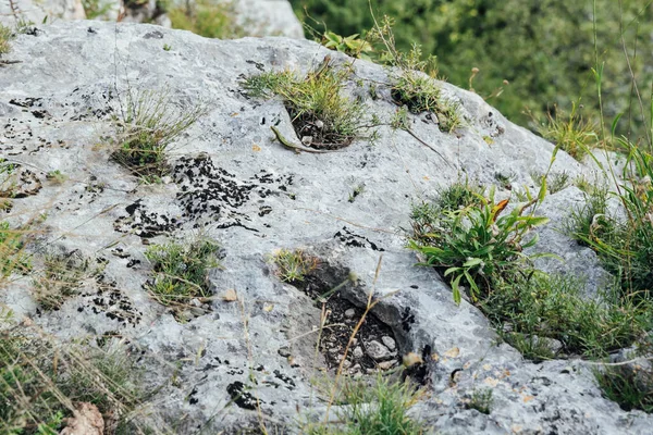 Lagarto salvaje sobre rocas grises naturaleza animal —  Fotos de Stock