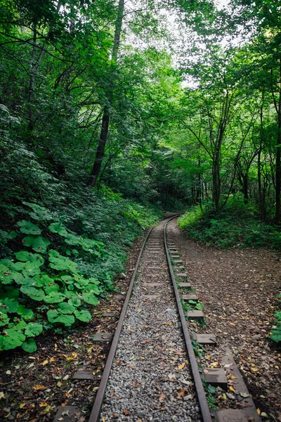 Stará železnice v zelené lesní krajině léto — Stock fotografie