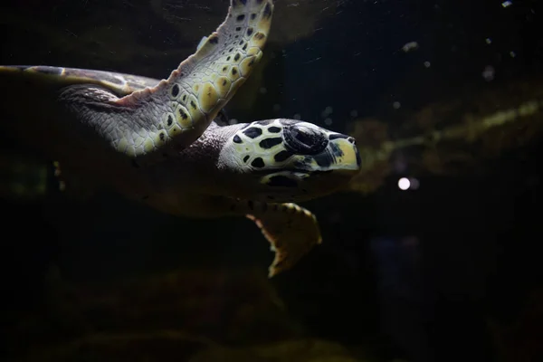 Havssköldpaddor som simmar i mörkt saltvatten — Stockfoto