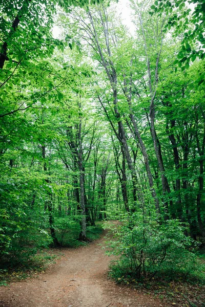 Vacker natur grön skog på väg på en resa — Stockfoto