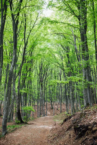 Krásná krajina zelený les na cestě na cestu — Stock fotografie