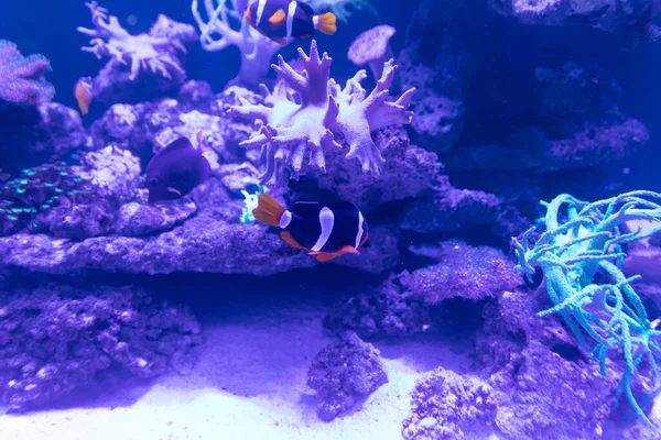 Peces tropicales nadan en el agua de mar del aevario — Foto de Stock