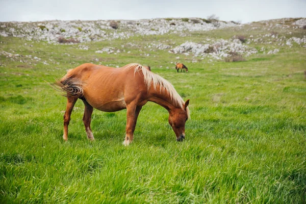 Стадо лошадей вьется в поле зеленой травы — стоковое фото