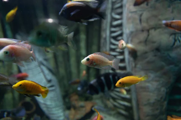 Тропические рыбы плавают в морской воде aevarium — стоковое фото
