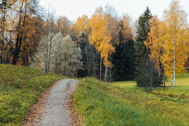 Sonbahar sarı ormanında güzel manzara yolu