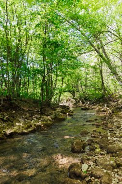 Dağlardaki yeşil bir ormanda güzel bir manzara.
